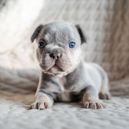 Bubbles - Video - Blue female French Bulldog puppy in Springfield, Missouri from Phoebes Frenchies