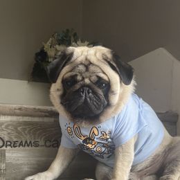 Gus - Pug