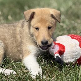 Diesel - Sable and white male Collie puppy in Genoa, Ohio from Pyman Collies
