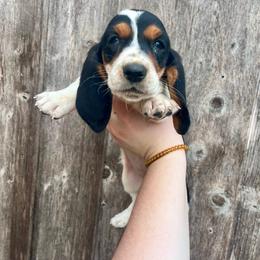 Ditsy - Black tan and white female Basset Hound puppy in Clinton, Tennessee from High Hopes Hounds