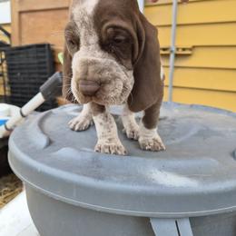 Bracco Italiano and Chihuahua Puppies from Snow Peak Kennel
