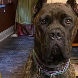 Cane Corso from Sickle Corso