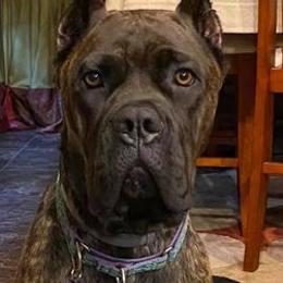 Cane Corso from Sickle Corso