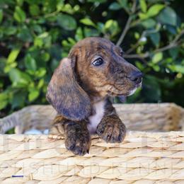 Pops - Brindle male Dachshund puppy in Temecula, California from Naomi Magee's Dachshund Kennel