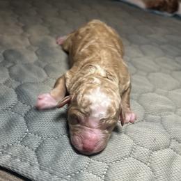 Girl 3 - Apricot female Poodle puppy in Quitman, Mississippi from P&D Palace