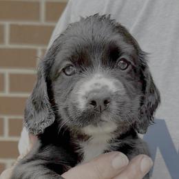 Girl 2 - Black girl - top of the picture - white blaze - Black female English Cocker Spaniel puppy in Menomonee Falls, Wisconsin from Saracen English Cocker Spaniels & Irish Water Spaniels