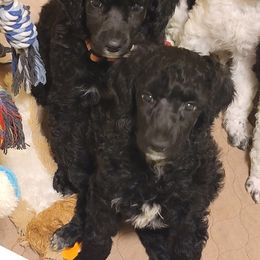 Poodle Puppies from A & A Pinedale Standard Poodles