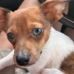 Companion Crosses, Dachshunds, Pomeranians, and Toy Australian Shepherds from Hochatown Awesome Aussies