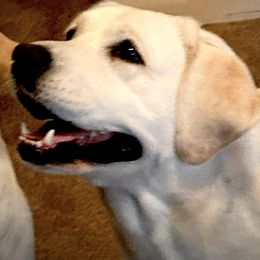 Tessa - Labrador Retriever