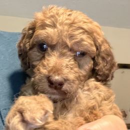 Lazarus - Goldendoodle puppy from Doodlepark