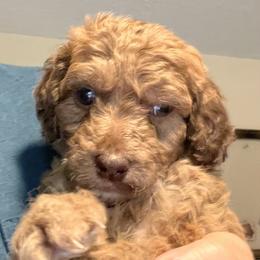 Lazarus - Goldendoodle puppy from Doodlepark
