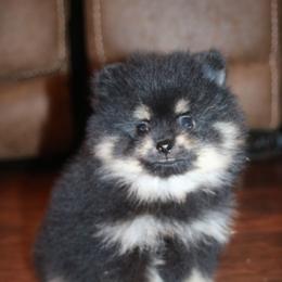 Rhett - Black and tan male Pomeranian puppy in Danielsville, Georgia from PassionatePomPoms