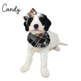 Candy - Tri-color female Bernedoodle puppy in Crawfordsville, Indiana from Winding Creek Ranch Doodles