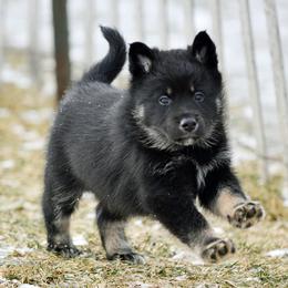 Red Boy - Korppi - Black and tan male Lapponian Herder puppy in Prattsburgh, New York from Maalattu Koirankoppi Lapponian Herders
