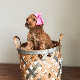 Sunny - Red  Goldendoodle puppy in Soddy Daisy, Tennessee from The W Doods