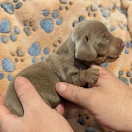 Dachshund Puppies from Wilson's Kennels