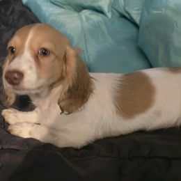 Girl 1 - Piebald female Dachshund puppy in Jackson's Gap, Alabama from Lake Martin Doxies