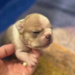 Lilac male blue mask - Lilac male Boston Terrier puppy in Mc Donough, Georgia from Ballard Boston Terriers & French Bulldogs