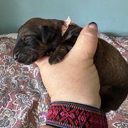 Female 1 - Tawny female Briard puppy in Spring Grove, North Carolina from Briards De Bejaune