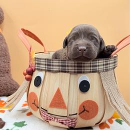 Yellow - Chocolate female Labrador Retriever puppy in Heath Springs, South Carolina from Rich Hill Retrievers
