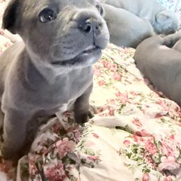 Winston - Blue male French Bulldog puppy in Deer Park, Texas from Lots of Ropes French Bulldogs