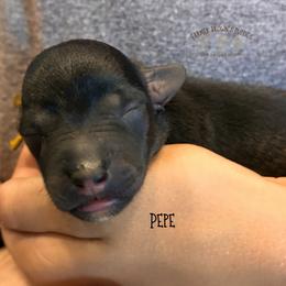 Pepe - Black male Schnoodle puppy in Sedalia, Missouri from Farmer Brown's Puppies