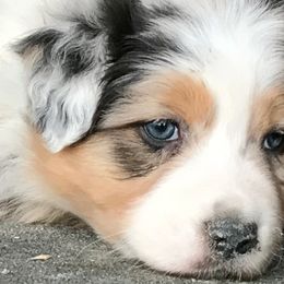 Australian Shepherds from Reinem-N-Kennels