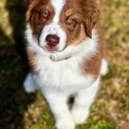 Australian Shepherd All Grown Up from Cobler Farms