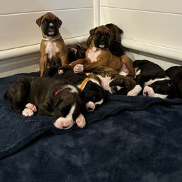 Litter - Brindle Boxer puppy in Rochester, Washington from Holly's Boxers of Rochester