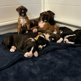 Litter - Brindle Boxer puppy in Rochester, Washington from Holly's Boxers of Rochester