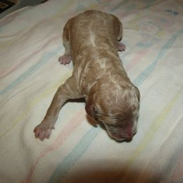 Goldendoodle and Poodle Puppies from David & Patricia Elliott
