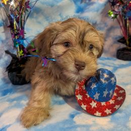 Cheddar - Red sable male Havanese puppy in Marysville, Ohio from Sweet Confections Havanese