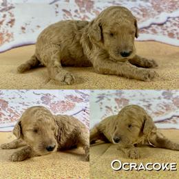Ocracoke - Apricot female Poodle puppy in Swansboro, North Carolina from Monarch Standard Poodles