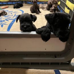 Miniature Schnauzer Puppies from So Cal Schnauzer