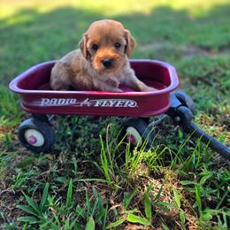 Carrera - male Cavapoochon puppy in Bullard, Texas from Cavapoochon Central LLC