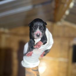 Boy 3 - Black and white male Siberian Husky puppy in Uhland, Texas from Siberian Huskies
