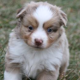 Sq25 - Red merle female Miniature Australian Shepherd puppy in Fairview, South Dakota from Dakota Toy Aussies