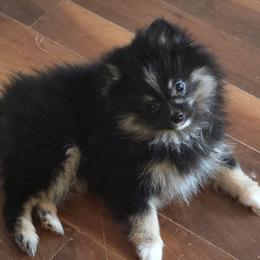 Coraline 760 960-2619 - Black and tan parti female Pomeranian puppy in El Centro, California from BabyBooPoms