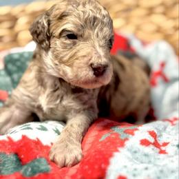 Snuggle Muffin - Merle male Goldendoodle puppy in Mc Kinney, Texas from Flair Doodles