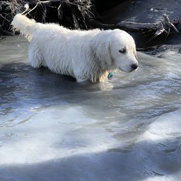 Golden Retriever, Newfoundland, and Shetland Sheepdog Puppies from Galaxies