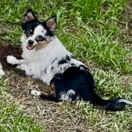 Maui - Chihuahua