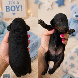 Boy 2 - Phantom male Poodle puppy in Calimesa, California from Teakwoodpoodleofsocal