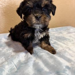 Puppy 1 - Black and tan male Shih Tzu puppy in Whittier, California from Shihtzu