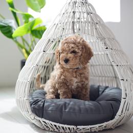 Goldendoodle Puppies from Dashing Doodle Pups
