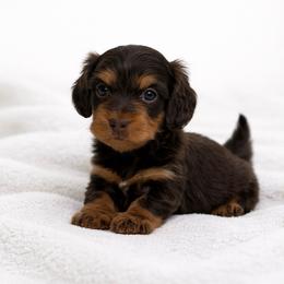 Sally (Silky Wire Hair) - Chocolate and tan female Dachshund puppy in Homestead, Florida from Florida Mini Dachshunds