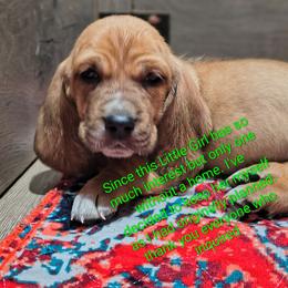 Female 2 - Mahogany and white female Basset Hound puppy in Robbins, Tennessee from Orange Mountain Basset Hounds