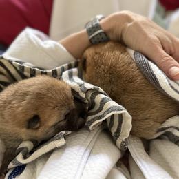 Oami Alpha Girl 2 (Cheechie) - Red female Shiba Inu puppy in Brecksville, Ohio from Shomaisou Shiba Inu