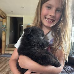 Pink - Black female Belgian Sheepdog puppy in Hastings, Minnesota from Century Hills Farm