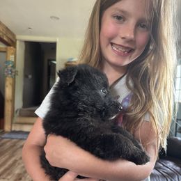 Pink - Black female Belgian Sheepdog puppy in Hastings, Minnesota from Century Hills Farm