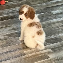 Moss - Parti male Goldendoodle puppy in Wayland, New York from Loris Pampered Pooches💕